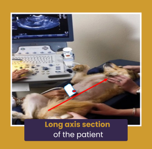 Long axis section of the patient